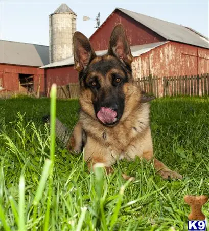 German Shepherd stud dog